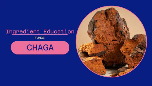 FUNGI: CHAGA