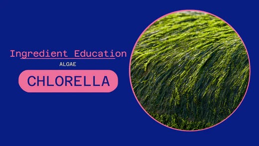 ALGAE: CHLORELLA